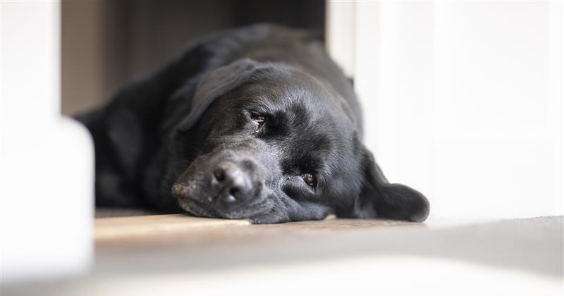 Bored black Labrador